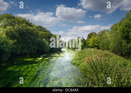 Fluss Itchen voller Wasser Crowfoot (Ranunculus Aquatilis) bei Ovington. Hampshire. England. VEREINIGTES KÖNIGREICH. Stockfoto