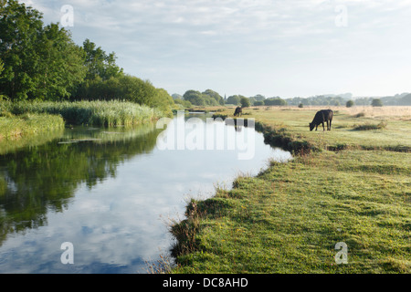 Der Marshcourt River (Nebenfluss des Flusses Tests) und gemeinsame