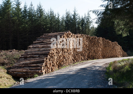 Gestapelten Haufen gefällter Stämme aus Kiefernholz im Wald warten auf Transport für den gewerblichen Einsatz.  Schottland, Großbritannien Stockfoto