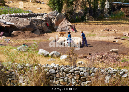 Landwirte auf ihre Tier Gehege den Boden bereiten für Weizen in den peruanischen Anden, Südamerika Dreschen. Stockfoto