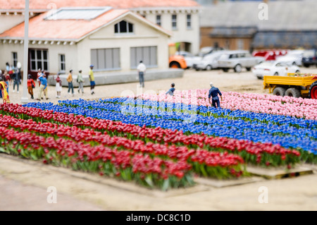 Tulpen wachsen auf einem Bauernhof Tulpe, in Madurodam Interactive Miniatur Park, Niederlande Stockfoto