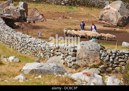 Landwirte auf ihre Tier Gehege den Boden bereiten für Weizen in den peruanischen Anden, Südamerika Dreschen. Stockfoto