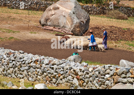 Landwirte auf ihre Tier Gehege den Boden bereiten für Weizen in den peruanischen Anden, Südamerika Dreschen. Stockfoto