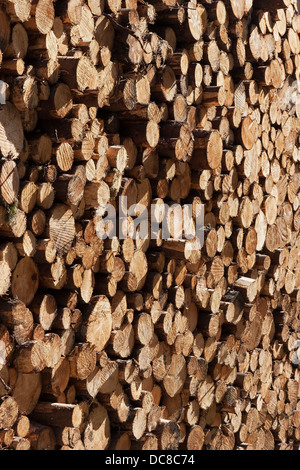 Nahaufnahme der Enden des gestapelten gefällter Stämme aus Kiefernholz im Wald warten auf Transport für den gewerblichen Einsatz.  Schottland, Großbritannien Stockfoto