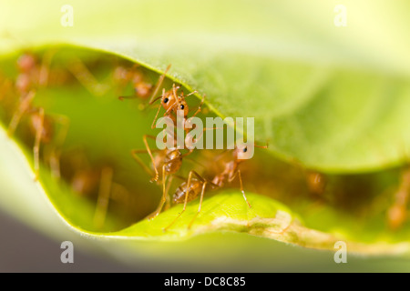 Weberameisen (Oecophylla Smaragdina) arbeiten zusammen, um ein Nest in grünen Blättern zu bauen Stockfoto