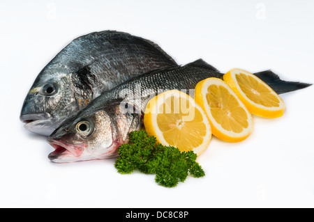 Frischer Fisch Meeresfrüchte - isoliert in weiß Stockfoto