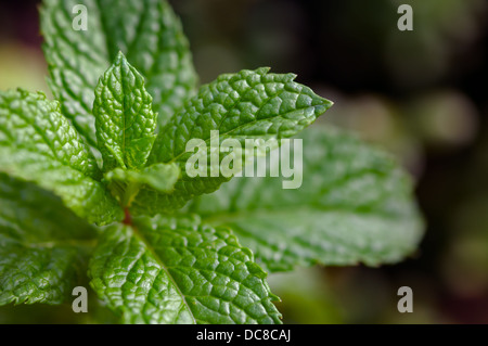 Marokkanischer Minze Pflanze - Gartenarbeit Stockfoto