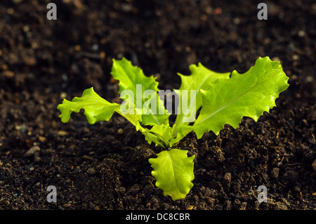 Lactuca Sativa - Pflanzen Kopfsalat Anbau Stockfoto