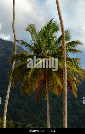 Tropisches Klima und Palmen Bäume Stockfoto