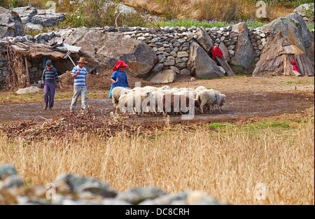 Landwirte ihre Tier Gehäuse vorzubereiten schneidet der Boden für das Dreschen von Getreide in den peruanischen Anden, Südamerika. Stockfoto