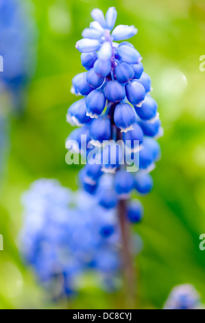 Grape Hyacinth Mascari. Blaue Trauben wie wilde Blumen Frühling. Stockfoto