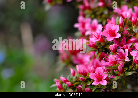 Azaleen blühen rosa und lila Frühlingsblumen. Gartenarbeit Stockfoto