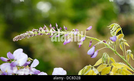 Zweig mit Blüten von Glyzinien Stockfoto