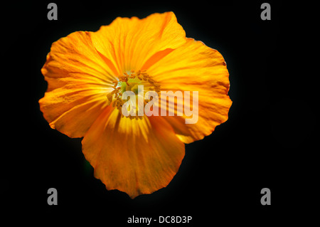 Eschscholzia California Poppy wilde Blume Kopf Stockfoto