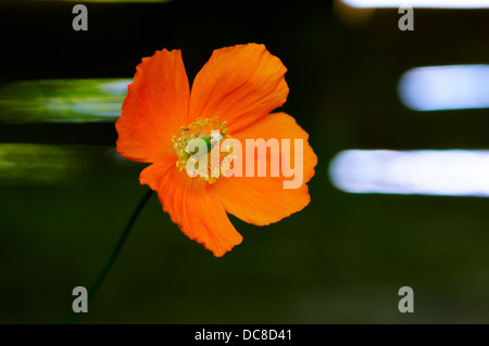 Eschscholzia California Poppy wilde Blume Kopf Stockfoto