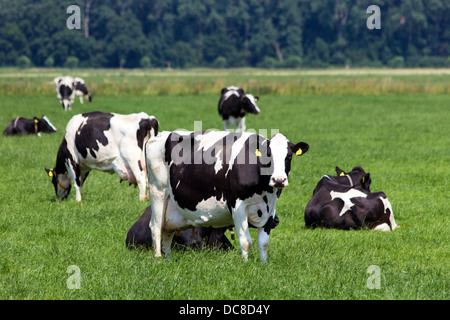 Schwarz / weiß Kühe auf einer landwirtschaftlichen Flächen Stockfoto