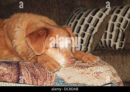 Schöne Duck tolling Retriever, duck toller Stockfoto