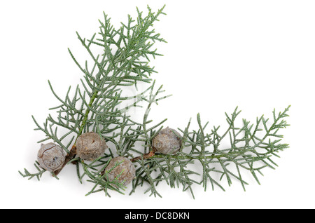 Wacholder-Zweig und Beeren. Über weiß Stockfoto