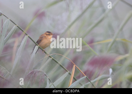 Schilfrohrsänger (Acrocephalus Schoenobaenus) Stockfoto