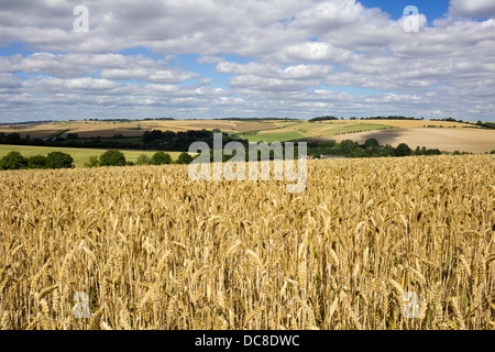 Weizenfeld Stockfoto