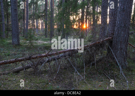 Sonnenuntergang am Urwald, Alam-Pedja Nature Reserve, Estland, Europa Stockfoto