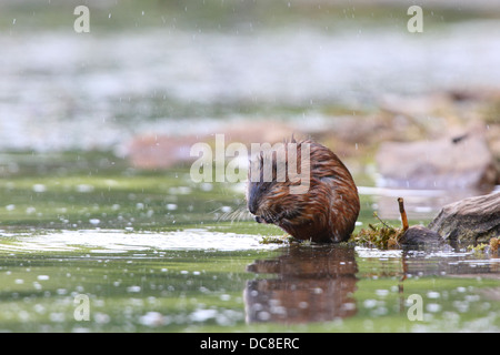 Bisamratte Ondatra (Ondatra Zibethicus) am Baikalsee, Sibirien, Russland. Stockfoto