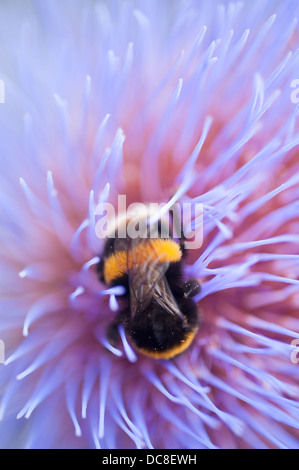 Buff-tailed bumblebee Arbeiter, Bombus terrestris, Cynara Cardunculus, Cardoon, in London Garten Stockfoto