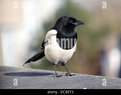 Gemeinsame magpie (Pica Pica) in Nahaufnahme. Stockfoto