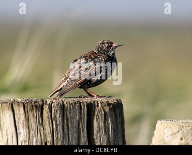 Star (Sturnus Vulgaris) in verschiedenen Jahreszeiten in einem Feld in einem Baum Reifen sammeln Verschachtelung Material & posiert auf einem Mast Stockfoto