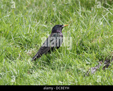 Star (Sturnus Vulgaris) in verschiedenen Jahreszeiten in einem Feld in einem Baum Reifen sammeln Verschachtelung Material & posiert auf einem Mast Stockfoto