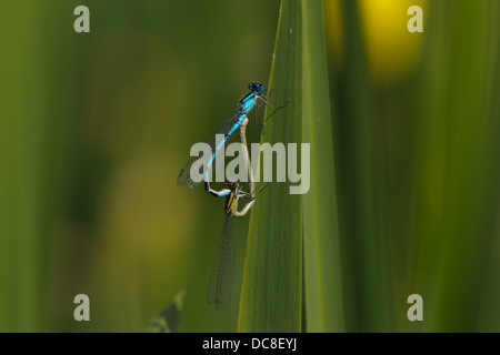 Gemeinsamen Blue Damselfly, Enallagma Cyathigerum, koppeln in-Rad, Paarung, Tansor, Northamptonshire, UK, Stockfoto