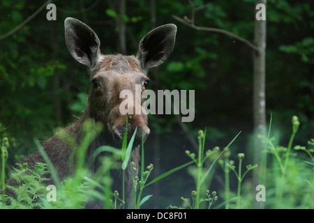 Porträt von einem Elch (Alces Alces). Stockfoto