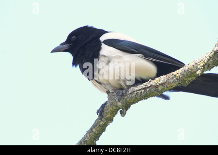 Gemeinsame magpie (Pica Pica), die in einem Baum Stockfoto