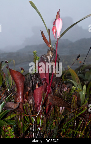 Heliamphora Nutans (Sarracenia Nutans), fleischfressenden Pflanzenarten von Marsh Kannenpflanze in Roraima Mount Stockfoto