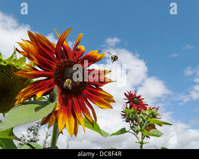 Bienen sammeln Pollen aus einer Sonnenblume. Lincolnshire, England. Stockfoto