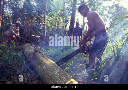 Illegaler Holzeinschlag, Schneiden von Baum mit Kettensäge, Amazonas-Regenwald-Abholzung. Stockfoto