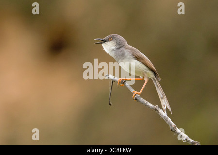 Grey-breasted Prinia (Prinia Hodgsonii) Stockfoto