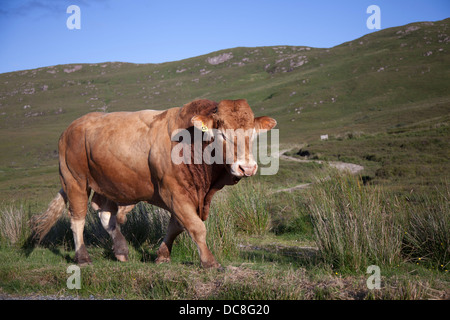 Schottischen Devon Bull roaming offene Landschaft auf der Insel Skye, Schottland, UK Stockfoto