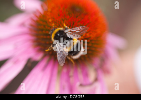 Buff tailed Bumblebee Arbeiter auf Echinacea Purpurea Blütenstand Stockfoto