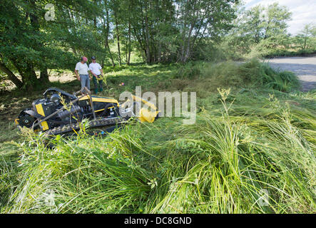 Zwei Landschaftsgärtner Mähen Sie mit einer speziellen Maschine auf der abgesperrten See Oggenrieder Weiher in Irsee bei Kaufbeuren, Deutschland, 12. August 2013. Ein Alligator-Schnappschildkröte etwas ein Junge ein paar Tage her. Der See war dann entleert, um die Schildkröte zu fangen. Foto: PETER KNEFFEL Stockfoto