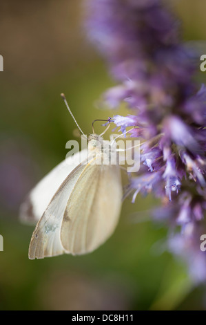 Kohl weiß Schmetterling auf lila Blüte Stockfoto