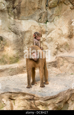 Pavian Baby Reiten auf der Mutter wieder mit gelben Stein auf Hintergrund. Selektiven Fokus auf einen Erwachsenen Gesicht. Stockfoto