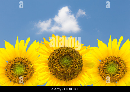 Köpfe von drei Sonnenblumen isoliert und vor einem blauen Himmel mit einzelnen weißen Wolke platziert Stockfoto