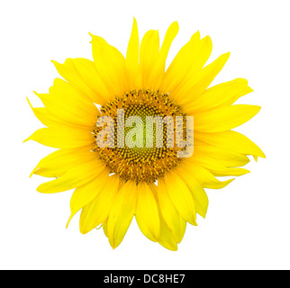 Nahaufnahme eines einzigen Sonnenblume auf weißen Hintergrund isoliert Stockfoto
