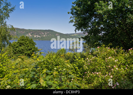 LOCH NESS SCHOTTLAND BÄUME UND BLUMEN IM SOMMER AN DEN UFERN DES LOCH NESS Stockfoto