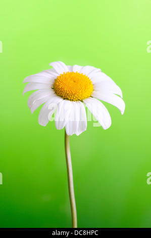 Leucanthemum Ircutianum (Vulgare) vertikale Porträt von Blumen mit schön konzentrieren grau hinterlegt. Stockfoto