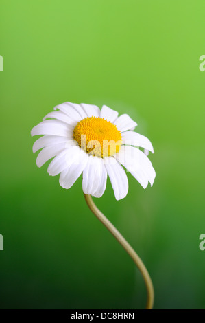 Leucanthemum Ircutianum (Vulgare) vertikale Porträt von Blumen mit schön konzentrieren grau hinterlegt. Stockfoto