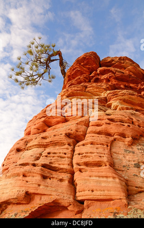 Einsamer Baum, der aus dem Felsen im Zion National Park, Utah, USA Stockfoto