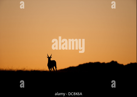 Gemeinsame Eland (Tragelaphus Oryx), Mountain Zebra National Park, Südafrika Stockfoto