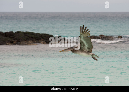 Ecuador, Galapagos, San Cristobal. Brauner Pelikan (Pelicanus Occidentalis Urinator) im Flug. Stockfoto